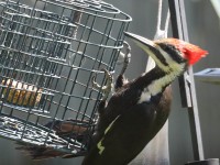 819A3636Pileated_Woodpecker_PA_Yard