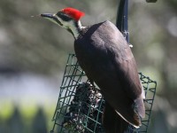 819A3639Pileated_Woodpecker_PA_Yard