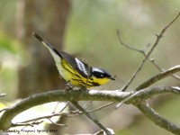 819A3645Magnolia_Warbler