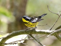 819A3649Magnolia_Warbler