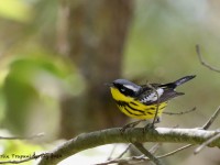 819A3650Magnolia_Warbler