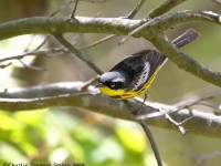 819A3656Magnolia_Warbler