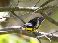 819A3657Magnolia_Warbler