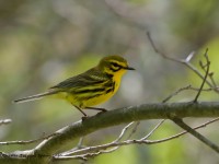 819A3662Prairie_Warbler