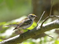 819A3674Chestnut-sided_Warbler