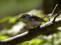 819A3677Chestnut-sided_Warbler