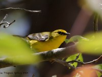 819A3682Blue-winged_Warbler