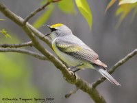 819A3699Brewster's_Warbler