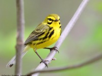 819A3837Prairie_Warbler