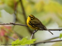 819A3839Prairie_Warbler