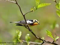 819A3867Blackburnian_Warbler