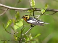 819A3887Blackburnian_Warbler