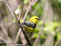 819A3923Blue-winged_Warbler