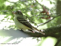 819A3928Acadian_Flycatcher