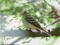 819A3929Acadian_Flycatcher