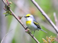 819A3949Brewesters_Warbler