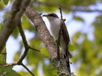 819A3993Yellow-billed_Cuckoo