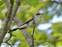 819A3997Yellow-billed_Cuckoo