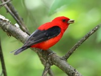 819A4026Scarlet_Tanager
