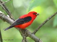 819A4027Scarlet_Tanager