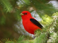 819A4045Scarlet_Tanager
