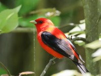 819A4058Scarlet_Tanager