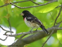 819A4063Rose-breasted_Grosbeak