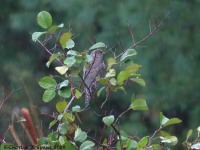 819A8134Common_Cuckoo_Snake_Den_Farm_Rhode_Island