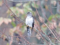 819A8152Common_Cuckoo_Snake_Den_Farm_Rhode_Island