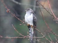 819A8181Common_Cuckoo_Snake_Den_Farm_Rhode_Island