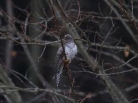 819A8234Common_Cuckoo_Snake_Den_Farm_Rhode_Island