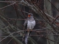 819A8256Common_Cuckoo_Snake_Den_Farm_Rhode_Island