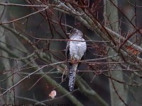 819A8259Common_Cuckoo_Snake_Den_Farm_Rhode_Island