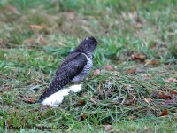 819A8275Common_Cuckoo_Snake_Den_Farm_Rhode_Island