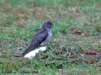 819A8277Common_Cuckoo_Snake_Den_Farm_Rhode_Island