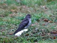 819A8281Common_Cuckoo_Snake_Den_Farm_Rhode_Island