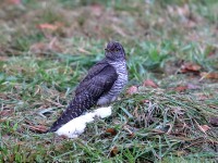 819A8284Common_Cuckoo_Snake_Den_Farm_Rhode_Island