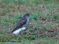 819A8288Common_Cuckoo_Snake_Den_Farm_Rhode_Island