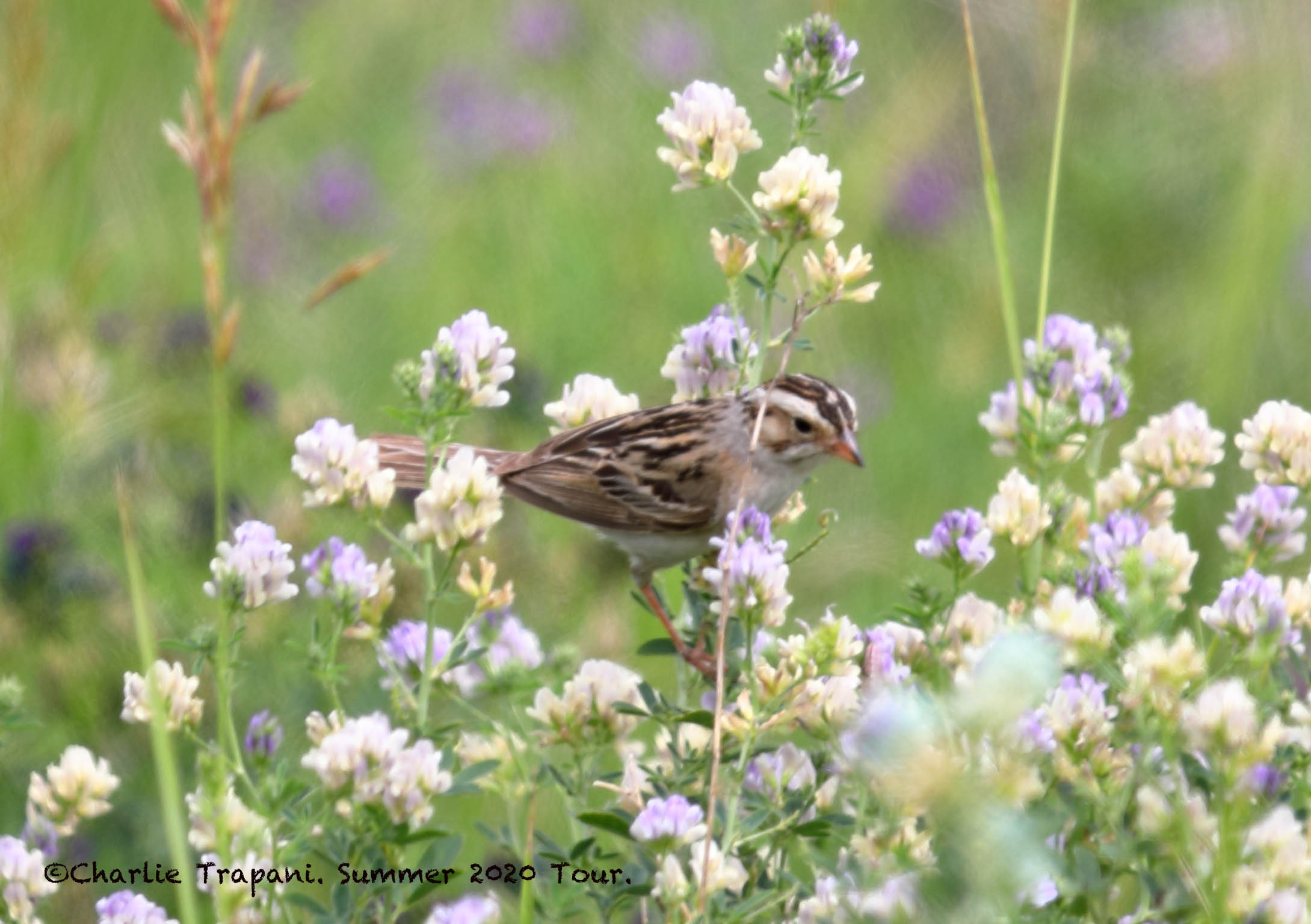 819A7526Clay-colored_Sparrow