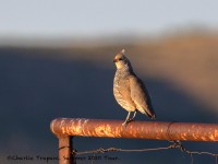 0J6A0005Scaled_Quail_Marathon_TX