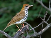 0J6A0009Immature_Wood_Thrush