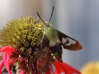 0J6A0077Hummingbird_Moth