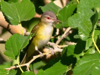 0J6A0078ZYellow-green_Vireo_Marathon_TX