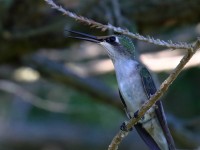 0J6A0089Ruby-throated_Hummingbird