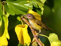 0J6A0117Yellow-green_Vireo_Marathon_TX