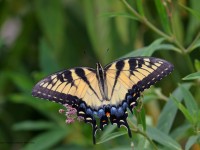 0J6A0152Eastern_Tiger_Swallowtail_Butterfly