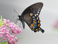 0J6A0168Black-Swallowtail_Butterfly