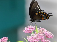 0J6A0173Black-Swallowtail_Butterfly