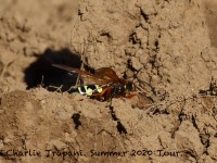 0J6A0181Cicada_Killer_Wasp