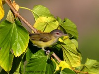 0J6A0185Yellow-green_Vireo_Marathon_TX